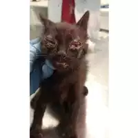 Foto dell\'animale gatto - Matr. 2025/0695 - Microchip 380260044981191