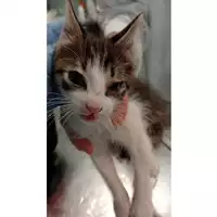 Foto dell\'animale gatto - Matr. 2025/0694 - Microchip 380260044981181