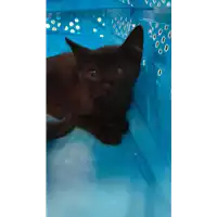 Foto dell\'animale gatto - Matr. 2021/0936 - Microchip 380260044281053