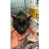 Foto dell\'animale gatto - Matr. 2025/0698 - Microchip 380260044980112