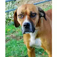 Foto dell\'animale cane - Matr. 2016/1750 - Microchip 380260042294678