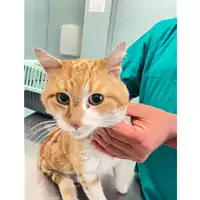 Foto dell\'animale gatto - Matr. 2025/0703 - Microchip 380260044981158