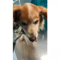 Foto dell\'animale cane - Matr. 2025/0707 - Microchip 380260170352168