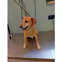 Foto dell\'animale cane - Matr. 2025/0706 - Microchip 380260170352165