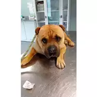 Foto dell\'animale cane - Matr. 2025/0705 - Microchip 380260170352179