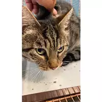 Foto dell\'animale gatto - Matr. 2025/0704 - Microchip 380260170352177