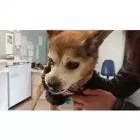 Foto dell\'animale cane - Matr. 2025/0709 - Microchip 380260170352169