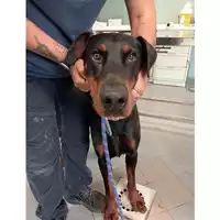 Foto dell\'animale cane - Matr. 2025/0708 - Microchip 380260044853749