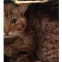 Foto dell\'animale gatto - Matr. 2025/0710 - Microchip 380260170352553