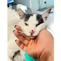Foto dell\'animale gatto - Matr. 2025/0711 - Microchip 380260170352171