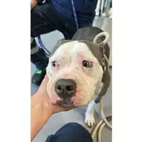 Foto dell\'animale cane - Matr. 2025/0715 - Microchip 380260170352161