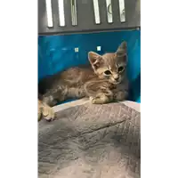 Foto dell\'animale gatto - Matr. 2021/0938 - Microchip 380260044280720