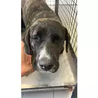 Foto dell\'animale cane - Matr. 2025/0717 - Microchip 380260170352167