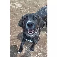 Foto dell\'animale cane - Matr. 2025/0717 - Microchip 380260170352167