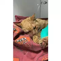 Foto dell\'animale gatto - Matr. 2025/0713 - Microchip 380260170352176