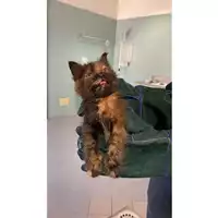Foto dell\'animale gatto - Matr. 2025/0718 - Microchip 380260170352175