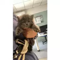 Foto dell\'animale gatto - Matr. 2025/0721 - Microchip 380260170352164