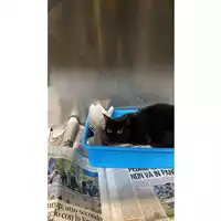 Foto dell\'animale gatto - Matr. 2025/0722 - Microchip 380206170352170