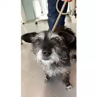 Foto dell\'animale cane - Matr. 2025/0720 - Microchip 380260170352166