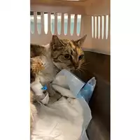 Foto dell\'animale gatto - Matr. 2025/0724 - Microchip 380260044981120
