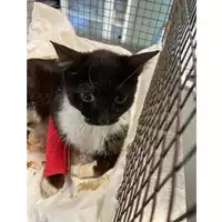 Foto dell\'animale gatto - Matr. 2025/0723 - Microchip 380260170352178