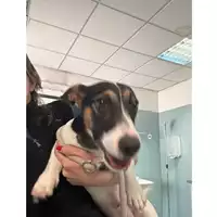 Foto dell\'animale cane - Matr. 2025/0725 - Microchip 380260044981077