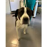 Foto dell\'animale cane - Matr. 2025/0727 - Microchip 380260044981414