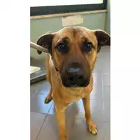 Foto dell\'animale cane - Matr. 2022/0261 - Microchip 380260044549228