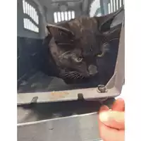 Foto dell\'animale gatto - Matr. 2024/0593 - Microchip 380260044997746
