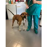 Foto dell\'animale cane - Matr. 2025/0729 - Microchip 380260044997849