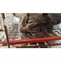 Foto dell\'animale gatto - Matr. 2025/0734 - Microchip 380260044980705