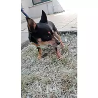 Foto dell\'animale cane - Matr. 2025/0730 - Microchip 380260100609856