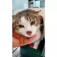 Foto dell\'animale gatto - Matr. 2025/0738 - Microchip 380260170352038