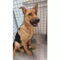 Foto dell\'animale cane - Matr. 2025/0743 - Microchip 380260170352033