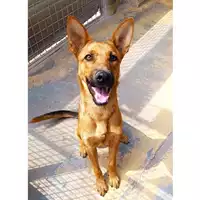 Foto dell\'animale cane - Matr. 2025/0743 - Microchip 380260170352033