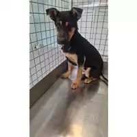 Foto dell\'animale cane - Matr. 2025/0744 - Microchip 380260170352034
