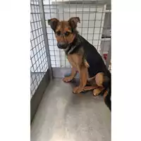 Foto dell\'animale cane - Matr. 2025/0745 - Microchip 380260170352025