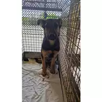 Foto dell\'animale cane - Matr. 2025/0746 - Microchip 380260170352035