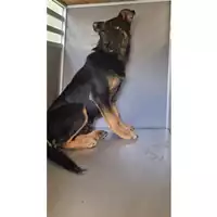 Foto dell\'animale cane - Matr. 2025/0747 - Microchip 380260170352029