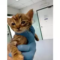 Foto dell\'animale gatto - Matr. 2025/0740 - Microchip 380260170352026