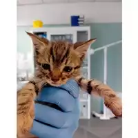 Foto dell\'animale gatto - Matr. 2025/0741 - Microchip 380260170352028