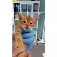 Foto dell\'animale gatto - Matr. 2025/0739 - Microchip 380260170352022