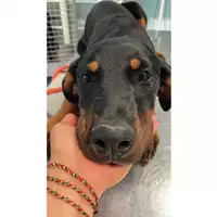 Foto dell\'animale cane - Matr. 2025/0751 - Microchip 380260170352037