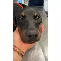 Foto dell\'animale cane - Matr. 2025/0752 - Microchip 380260170352023