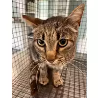 Foto dell\'animale gatto - Matr. 2025/0750 - Microchip 380260170056126