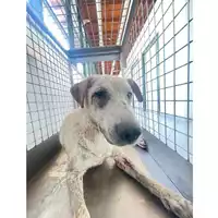 Foto dell\'animale cane - Matr. 2025/0754 - Microchip 380260044980852