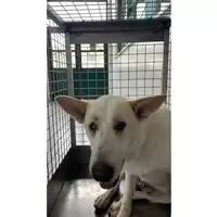 Foto dell\'animale cane - Matr. 2025/0755 - Microchip 380260044980684