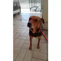 Foto dell\'animale cane - Matr. 2025/0757 - Microchip 380260170352441