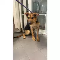 Foto dell\'animale cane - Matr. 2025/0758 - Microchip 380260170352451