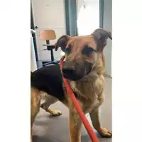 Foto dell\'animale cane - Matr. 2025/0759 - Microchip 380260170352450